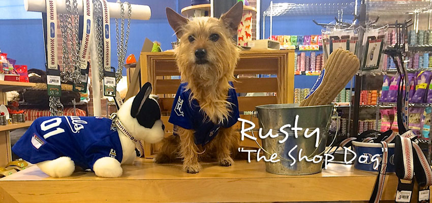 Rusty - The Shop Dog