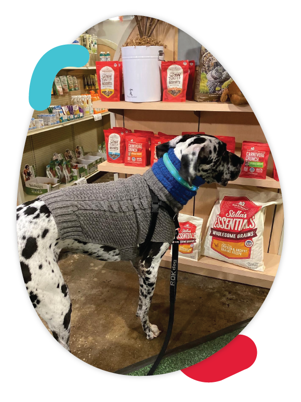 Great Dane choosing a dog food