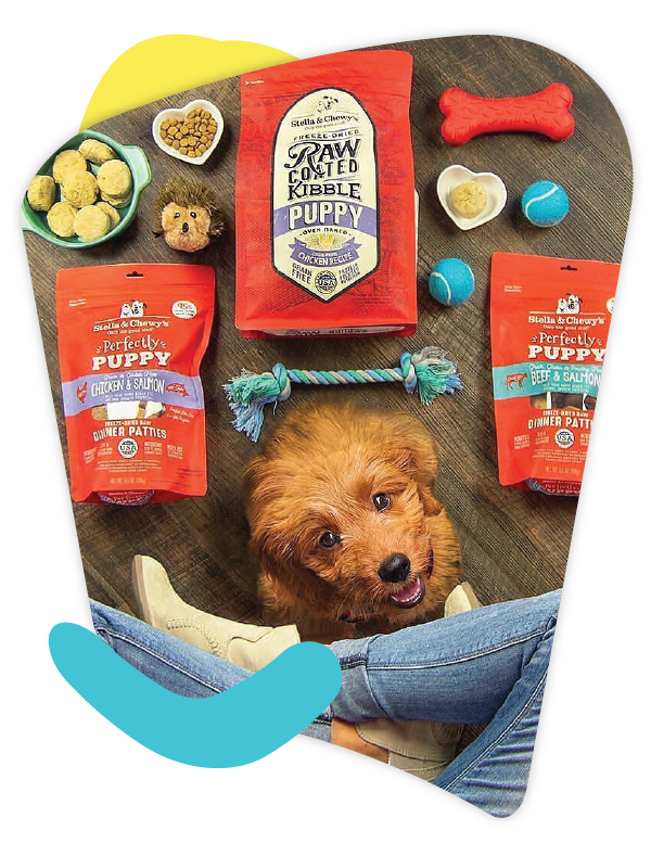 Puppy looking up at owner surrounded by food and toys